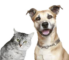 Image of Cat and Dog