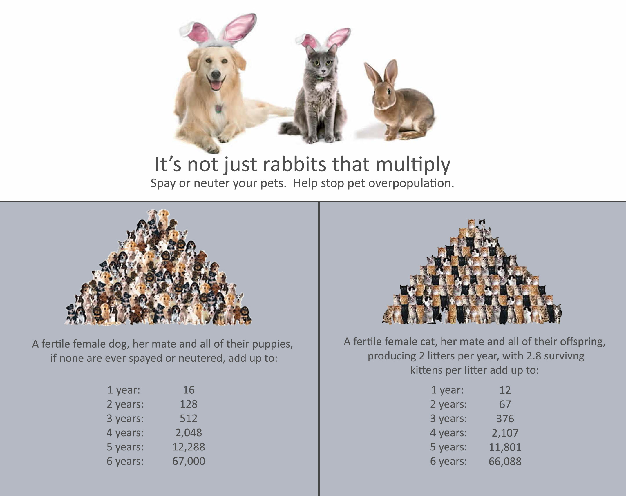 Image of Cat and Dog Chart