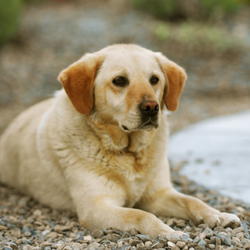 Image of Yellow Lab